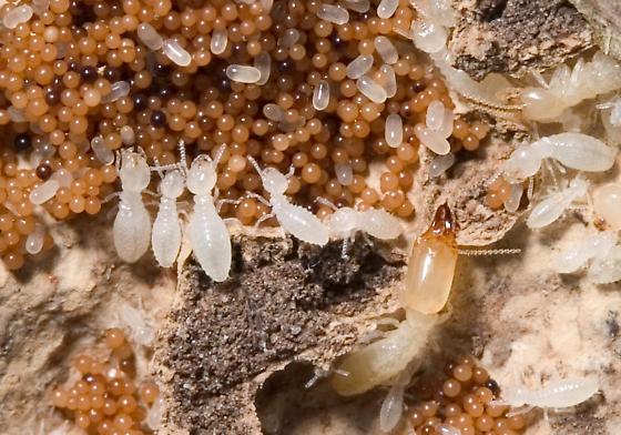 Think You May Have Termites?