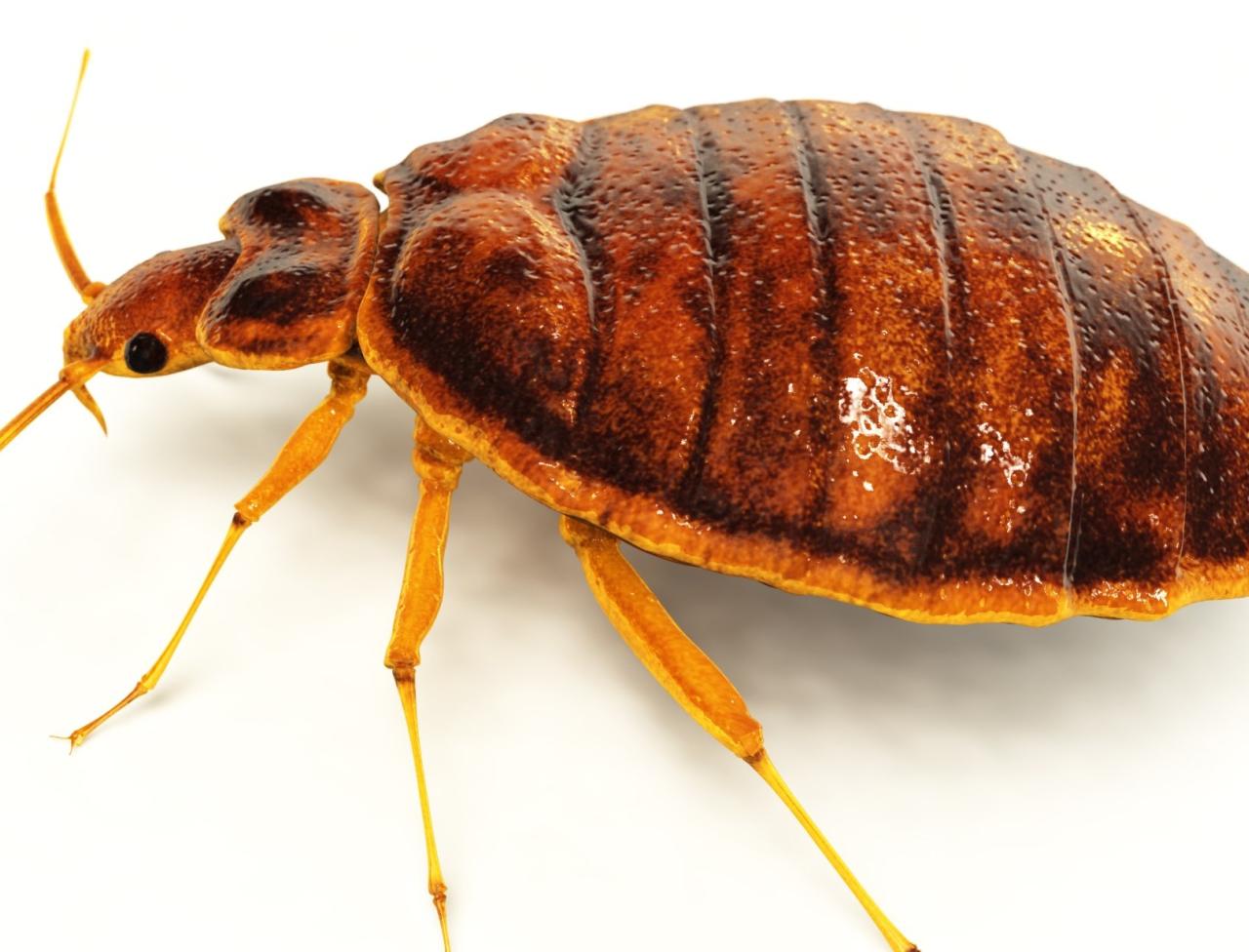 Five Good Reasons To Hire Pest Control Services