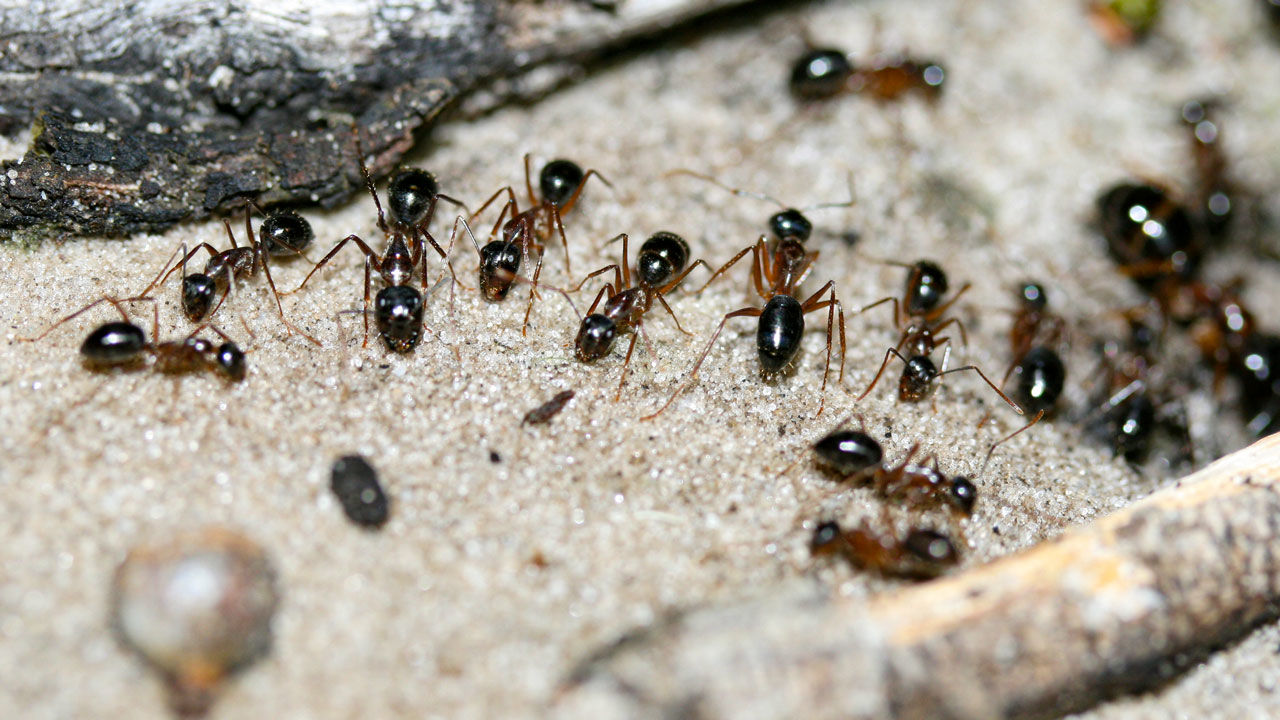Know The Type Of Underground Insects Invading Your Home