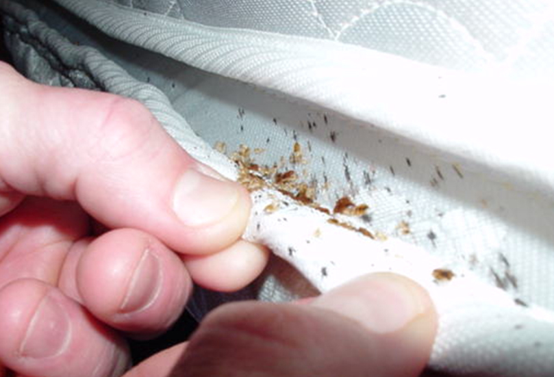 Tips For Keeping The Home Free Of Bed Bugs