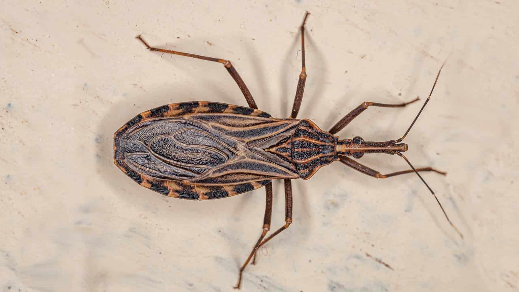 Kissing Bugs Are Wild!