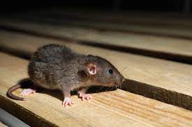 What Is The Best Way To Control Rodents?