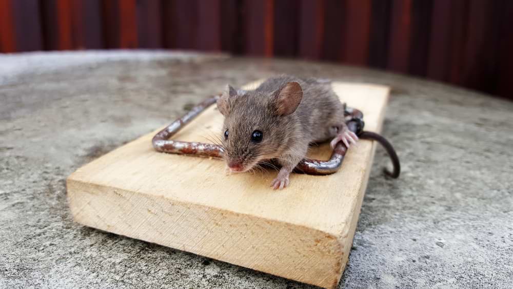 Mice During Winter: How They Behave?