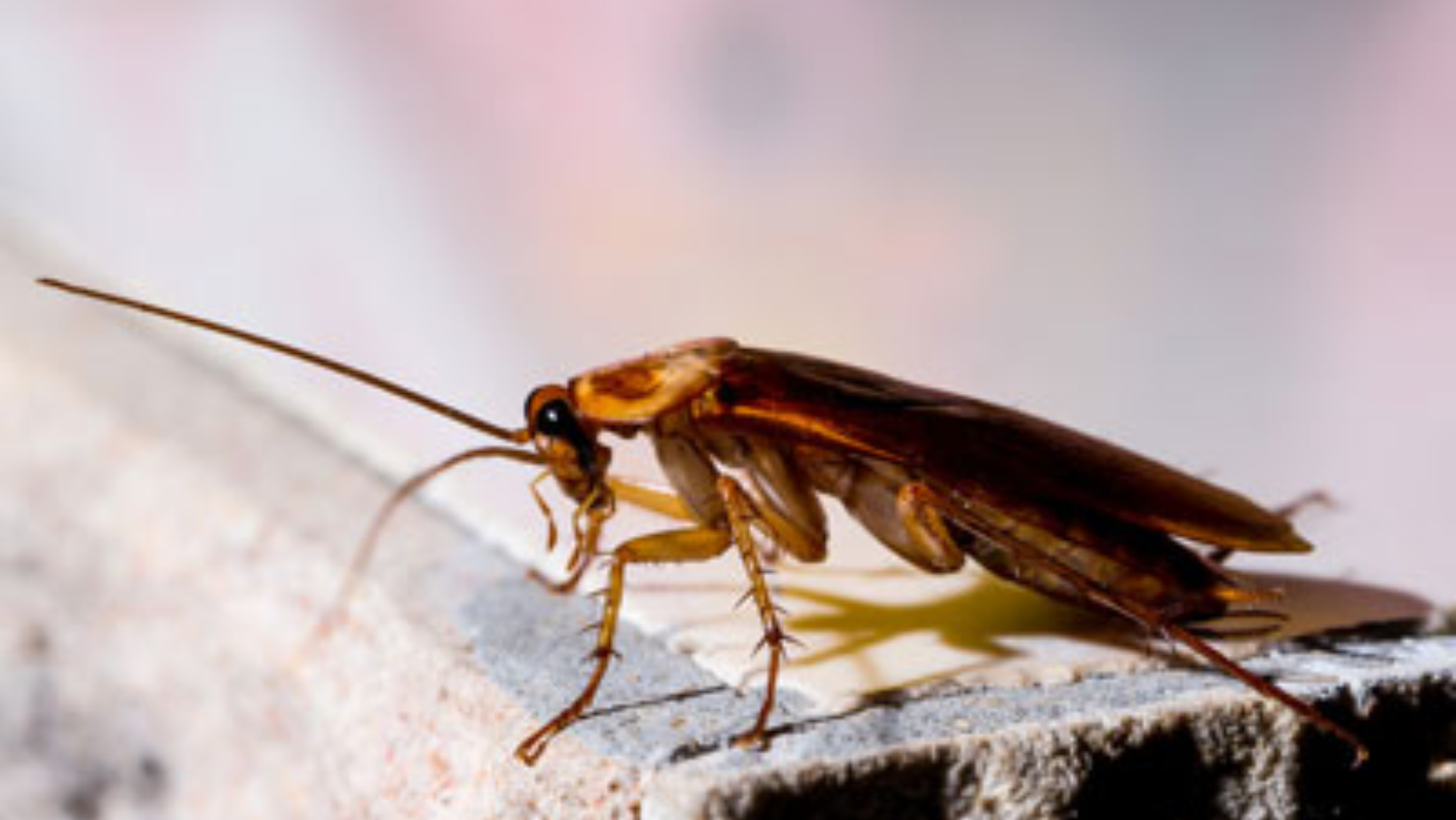 How To Get Rid Of Roaches Naturally