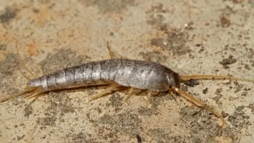 How To Control Silverfish At Home Permanently