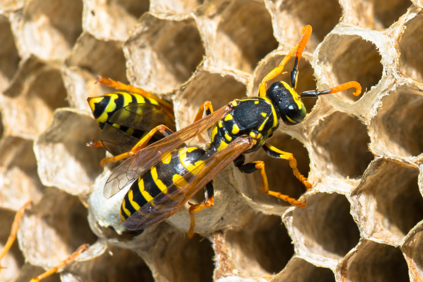 Wasps control