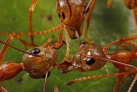 Ants Control Home Remedies That Helps To Protect Your Home