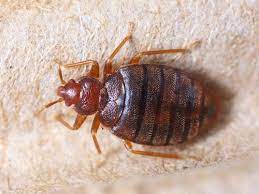 Natural Ways To Control Bed Bugs