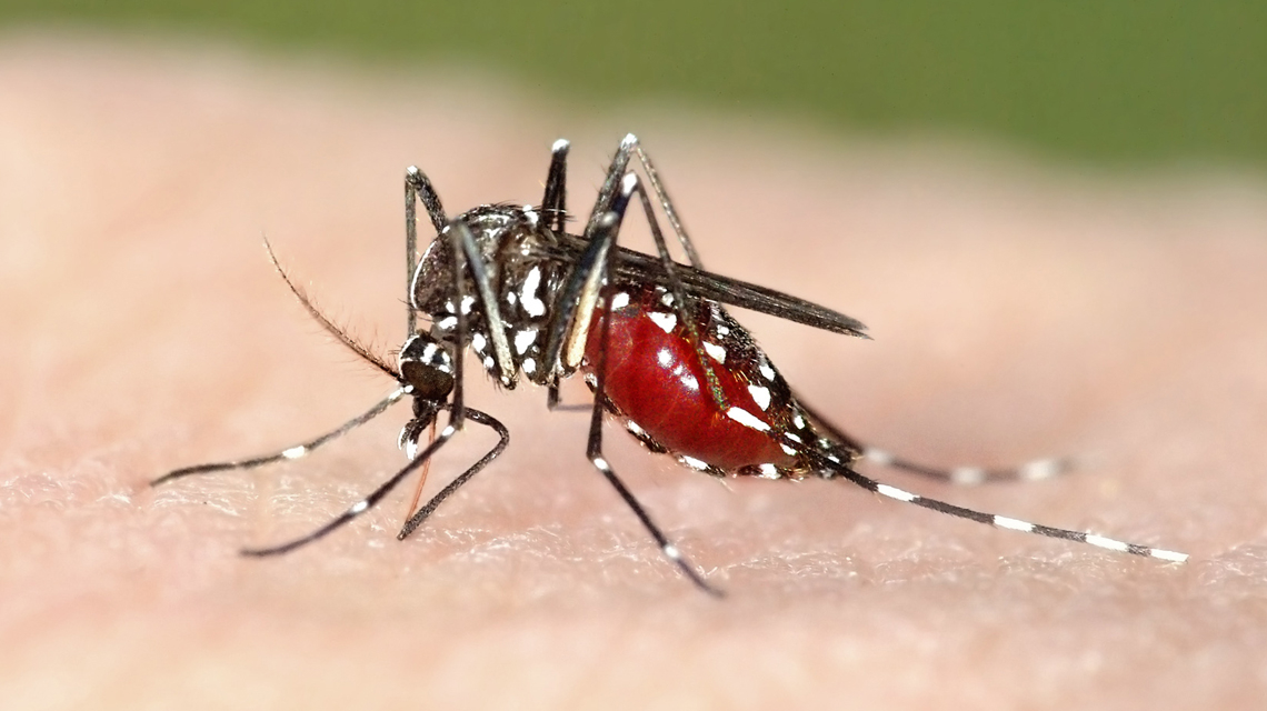 5 Natural Methods To Keep Away The Mosquitoes