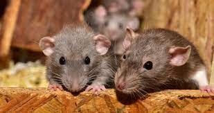 Best Ways To Identify And Eliminate Roof Rats