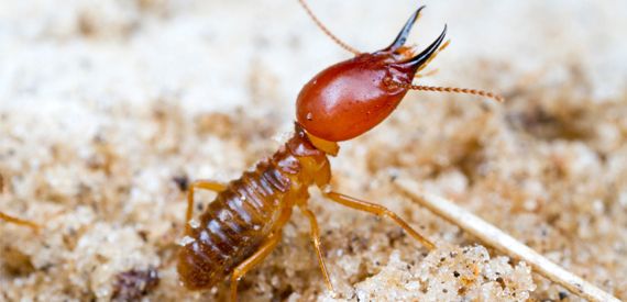 Termite Troubles: Preventing Costly Structural Damage